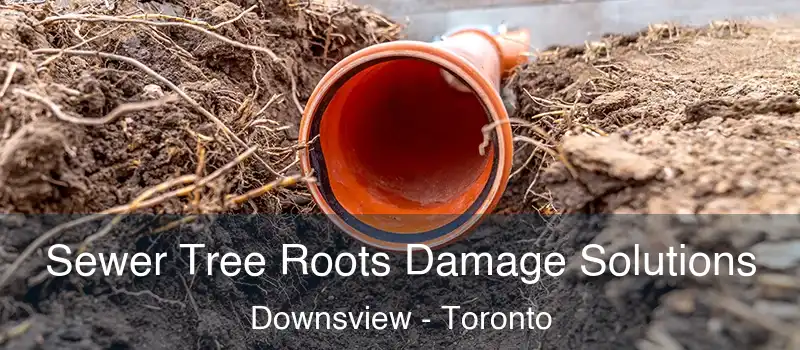  Sewer Tree Roots Damage Solutions Downsview - Toronto